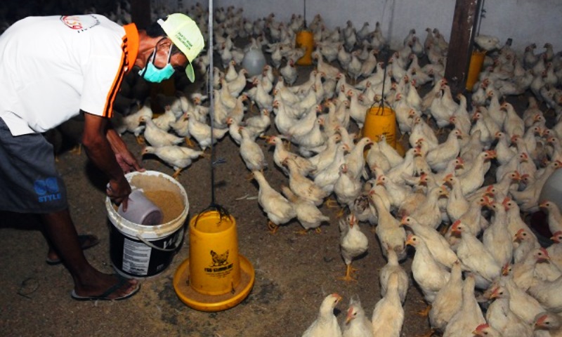 Ternak Ayam Antisipasi Flu Burung